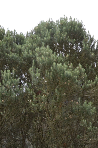 Linochilus rosmarinifolius, photograph 4