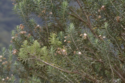Linochilus rosmarinifolius, photograph 3