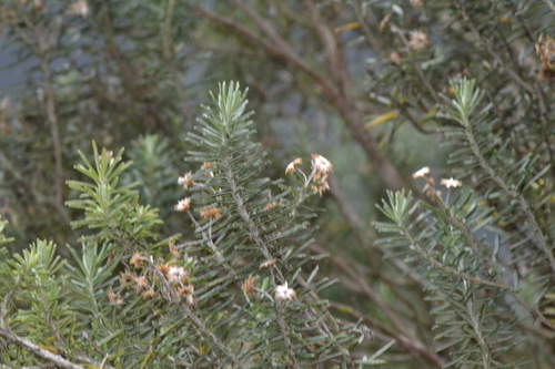 Andean rosemary (Linochilus rosmarinifolius)