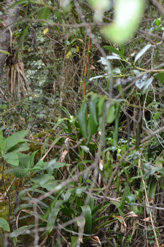 Tillandsia denudata, photograph 3