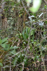 Tillandsia denudata, photograph (c) EstebanMH, some rights reserved (CC BY)