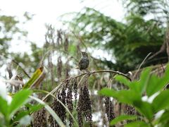 Poodytes punctatus vealeae