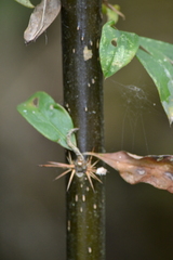 Barnadesia spinosa, photograph (c) EstebanMH, some rights reserved (CC BY)