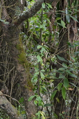 Barnadesia spinosa, photograph (c) EstebanMH, some rights reserved (CC BY)