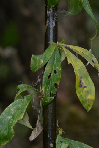 Barnadesia spinosa, photograph 3