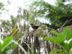 Poodytes punctatus vealeae