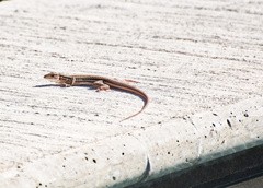 Aspidoscelis gularis