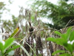 Poodytes punctatus vealeae