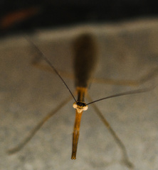Bistanta mexicana
