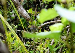 Poodytes punctatus vealeae