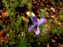 Viola decumbens
