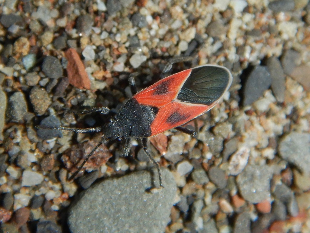 Melanopleurus fuscosus