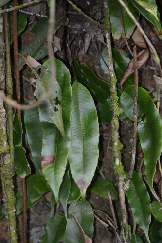 Serpocaulon levigatum, photograph 4