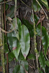 (c) EstebanMH, some rights reserved (CC BY) Serpocaulon levigatum, photograph (c) EstebanMH, some rights reserved (CC BY)