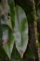 (c) EstebanMH, some rights reserved (CC BY) Serpocaulon levigatum, photograph (c) EstebanMH, some rights reserved (CC BY)