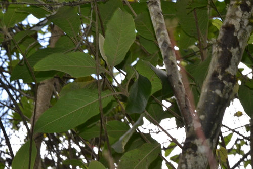 Abatia parviflora, photograph 3