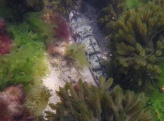 Platycephalus laevigatus