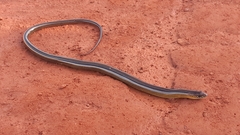 Ophiodes striatus