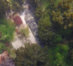 Platycephalus laevigatus