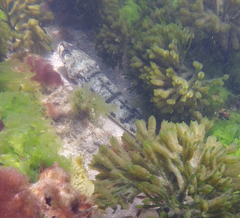 Platycephalus laevigatus