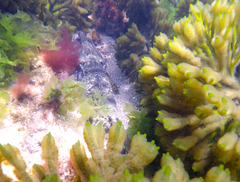 Platycephalus laevigatus