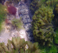 Platycephalus laevigatus