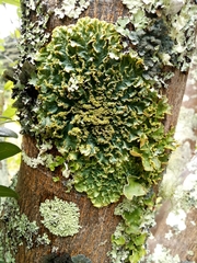 Podostictina pickeringii