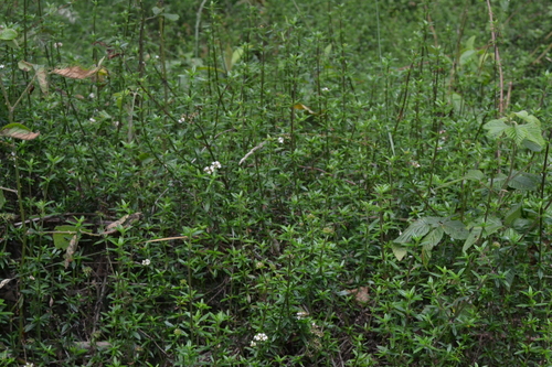 Galianthe bogotensis, photograph 5