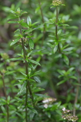 Galianthe bogotensis, photograph (c) EstebanMH, some rights reserved (CC BY)