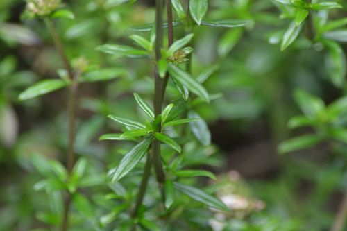 Galianthe bogotensis, photograph 4