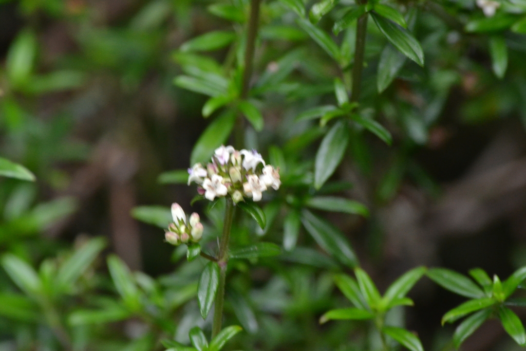 Galianthe bogotensis; photograph (c) EstebanMH, some rights reserved (CC BY)