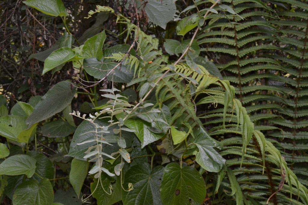 Mutisia clematis; photograph (c) EstebanMH, some rights reserved (CC BY)