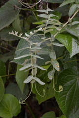 (c) EstebanMH, some rights reserved (CC BY) Mutisia clematis, photograph (c) EstebanMH, some rights reserved (CC BY)