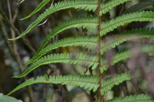 Dryopteris wallichiana, photograph 5