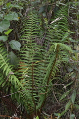 Dryopteris wallichiana, photograph (c) EstebanMH, some rights reserved (CC BY)