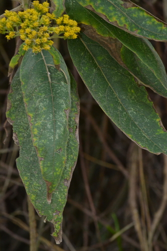 Verbesina crassiramea, photograph 1