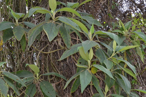Verbesina crassiramea, photograph 2