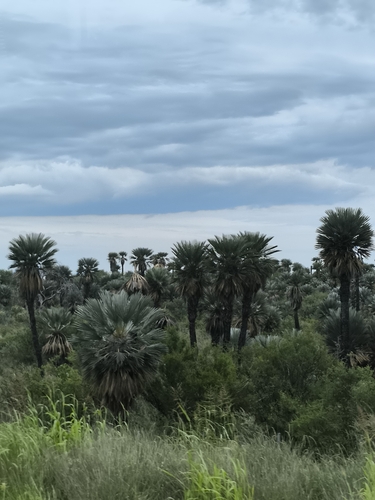 Campestre palm (Trithrinax campestris)