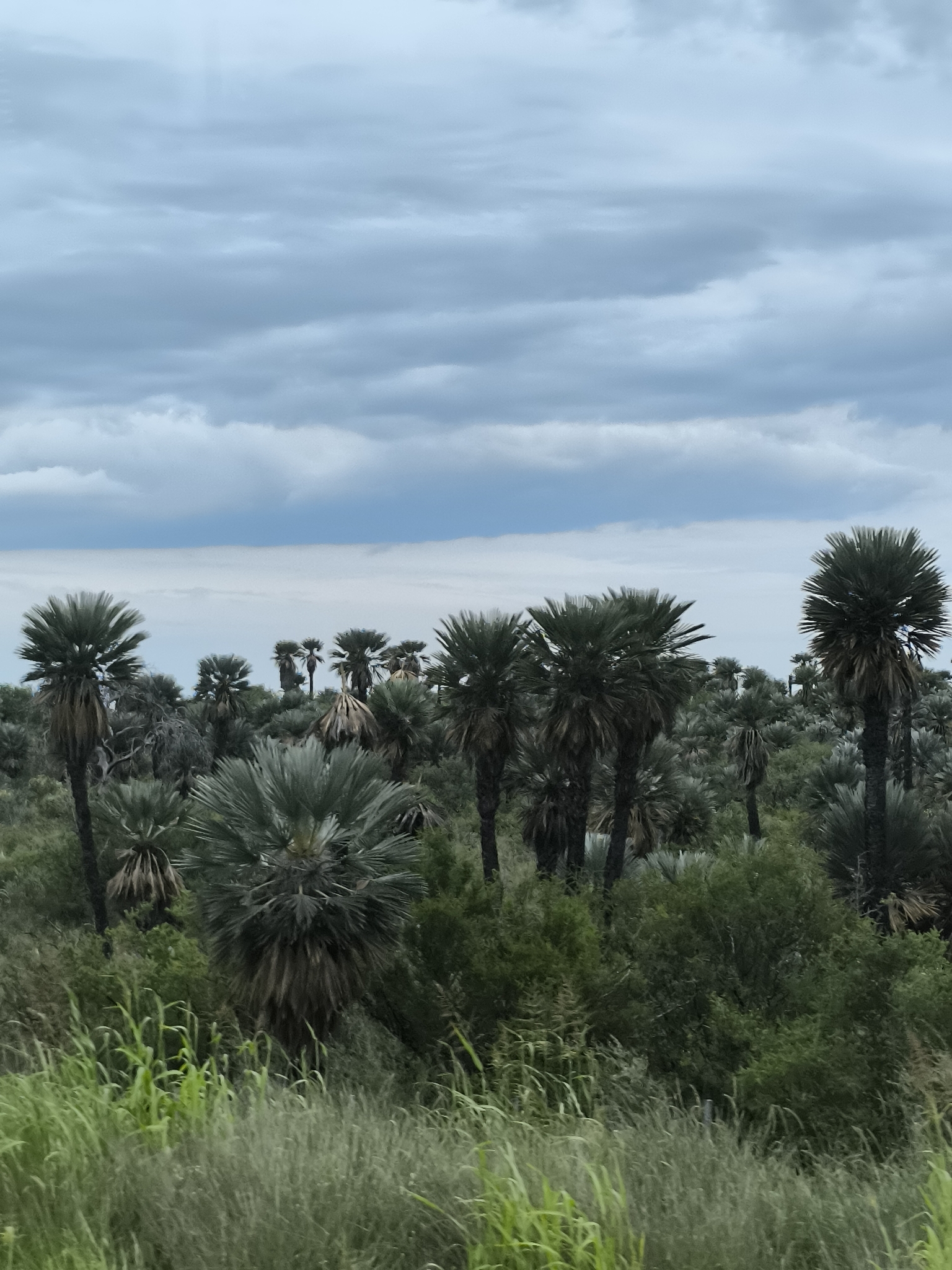 Campestre Palm (Trithrinax campestris)