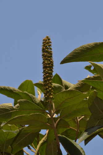 Abatia parviflora (Abatia parviflora)