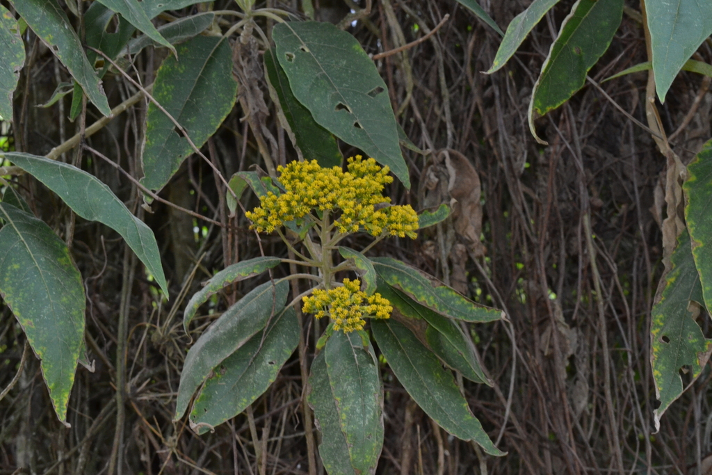 Verbesina crassiramea; photograph (c) EstebanMH, some rights reserved (CC BY)