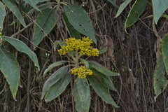 Verbesina crassiramea