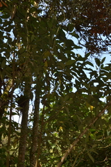 Abatia parviflora, photograph (c) EstebanMH, some rights reserved (CC BY)