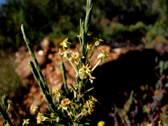 Struthiola eckloniana