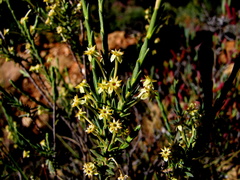 Struthiola eckloniana