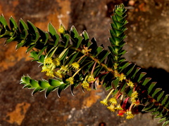 Struthiola argentea
