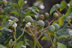 Solanum oblongifolium, photograph (c) EstebanMH, some rights reserved (CC BY)