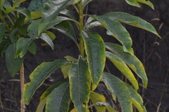 Solanum oblongifolium, photograph (c) EstebanMH, some rights reserved (CC BY)