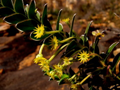 Struthiola argentea