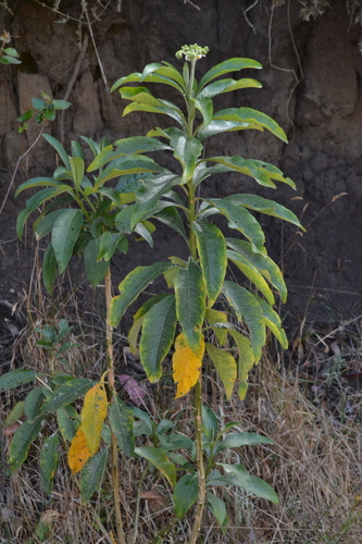 Solanum oblongifolium, photograph 4